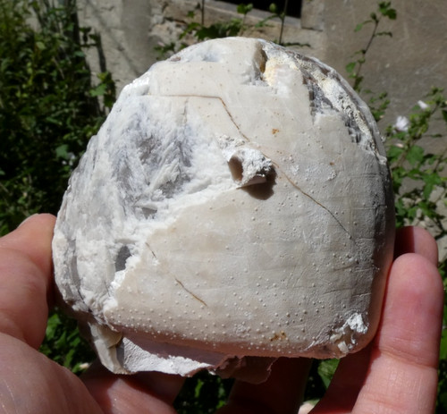 Fossile micraster silex oursin - micraster,