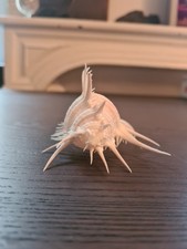 Cabinet de Curiosité, Sea Shell, Collection Coquillage Squelette Murex Pecten