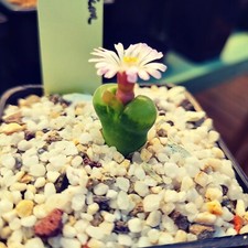 Conophytum Devium - Mesembs - RARE - By KŪ'TERRE Ceramic 