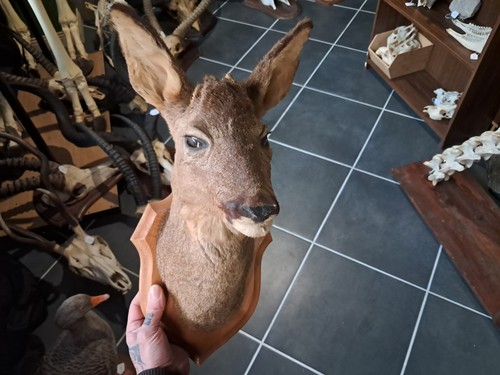 Taxidermie chevreuil - chevreuil,