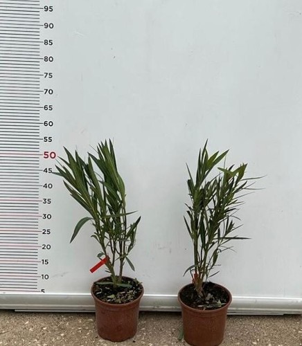 Plante laurier rose foncé - plante,