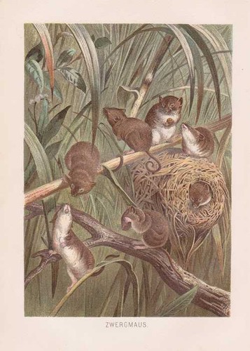 Souris nain nid micromys - souris,