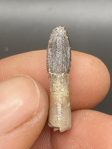 2 6 cm rare - 1.02",