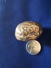 noix bronze,presse- papier, Xx