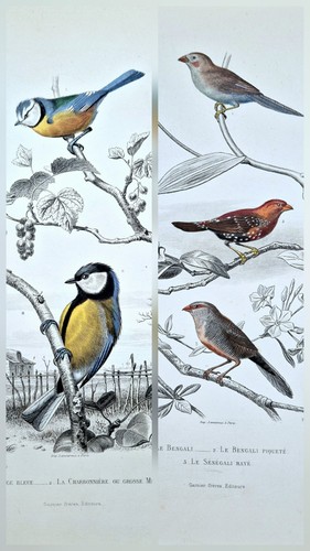 Gravures anciennes 1850 - 2,