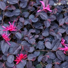 Loropetalum chinense 'Black Pearl'® - Loropétale de Chine compact