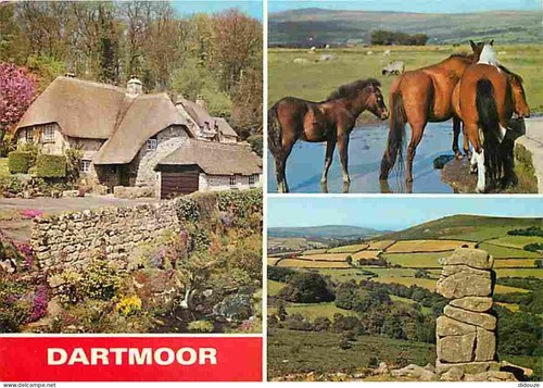 Carte postale animaux - -,
