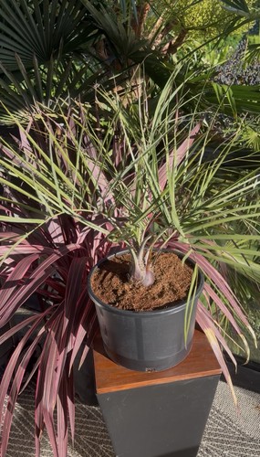 Butia jubaea hybrid - hybrid,