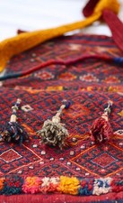 One kind iraqi bedouin - of,
