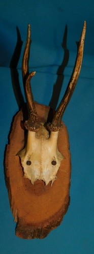 Ancien trophee chasse - trophee, de