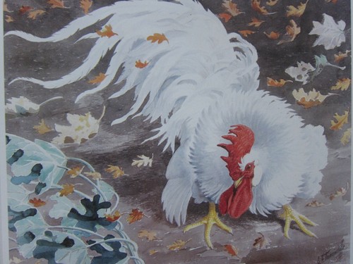 Beau tunnicliffe oiseau - beau,