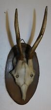 ANCIEN TROPHEE DE CHASSE FRANCE . CORNE DE CHEVREUIL . BOIS 12 cm 4 CORS . n°22