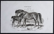 1882 - Cheval demi-sang
