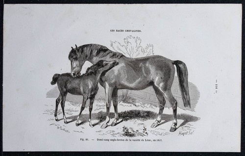 1882 cheval demi sang - 1882, demi-sang