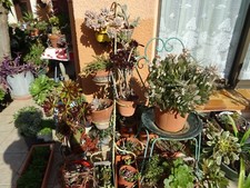 boutures aéàniums 20/35cm+crassulas belles tiges  terrasse jardin ,pots ,etc... 