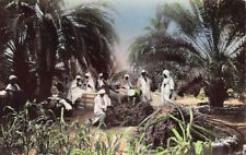 Algérie - TOLGA - Triage et