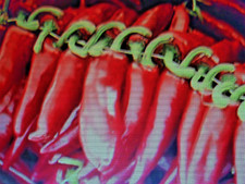 50 graines de piment d'Espelette GORRIA BIO Permaculture Non Traité récolte 2025