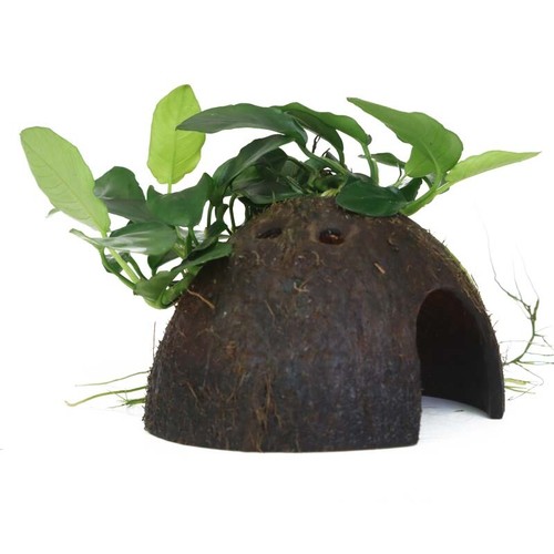 Plante aquarium anubias - plante,