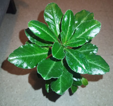 Pachypodium Saundersii-Caudex-Pachycaule-Succulent-En Pot