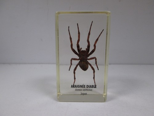 Araignée diable insecte sous - araignée,