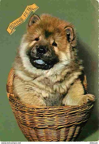 Carte postale animaux - carte,