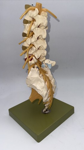 Somso qs66 lumbar vertebral - qs66/1,