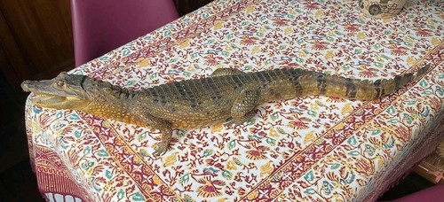 Caïman naturalisé vintage - caïman,