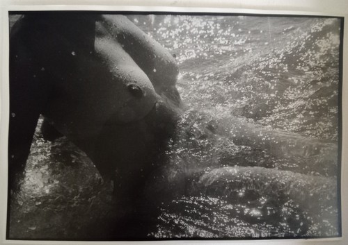 Lucien clergue nee de la - clergue,