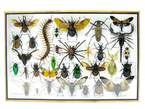 Insectes exotiques réel - insectes, 3d