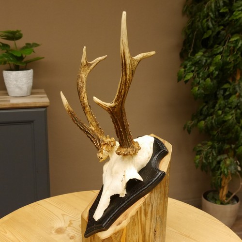 Chevreuil anormal bock bois - bock, de