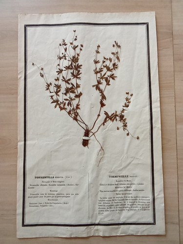 Ancien herbier botanique - ancien,