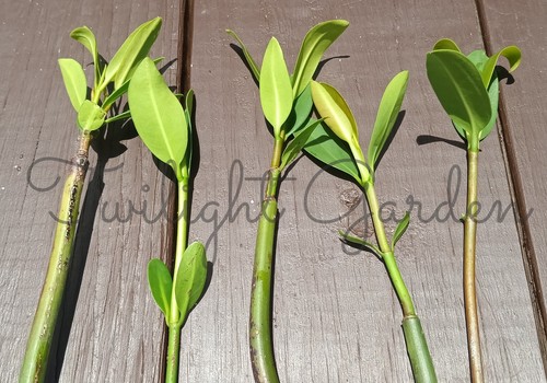 Mature mangrove plant - mangrove, 4+