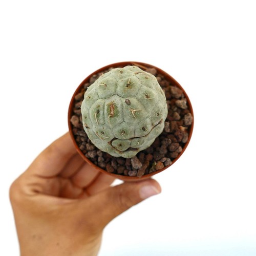 Tephrocactus geometricus one - tephrocactus,