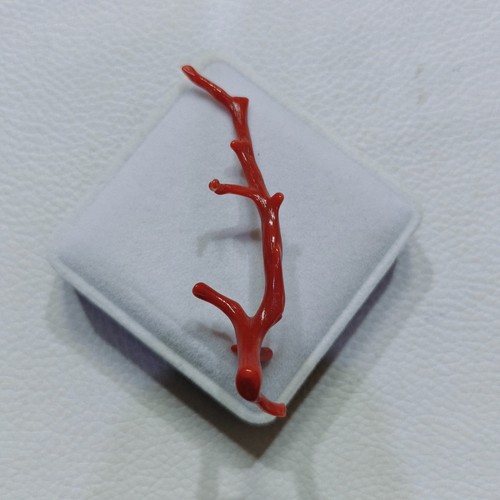 Véritable branche corail - branche, de