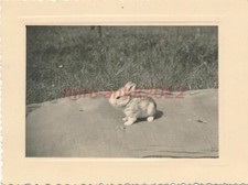 Photo, Nachl. Pilote de la Luftw., Dijon'43, jeunes lapins dans le parc du ch...