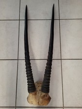 Taxidermie Trophée Oryx
