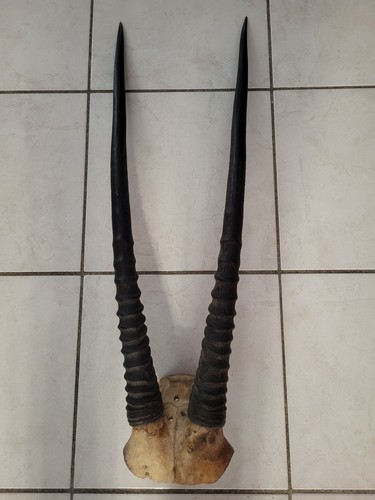 Taxidermie trophée oryx - taxidermie,