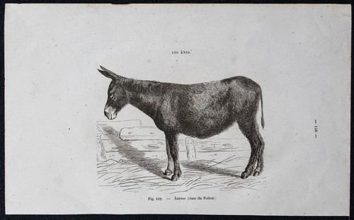 1882 ânesse la race - 1882,