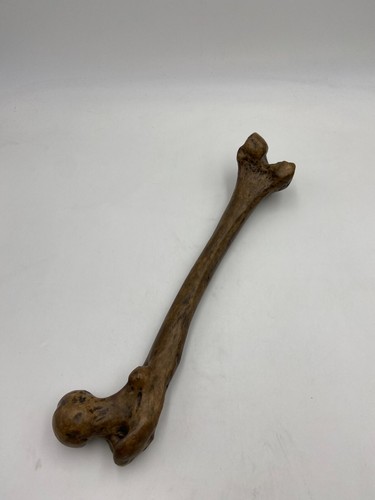 Somso anatomical f - -, s