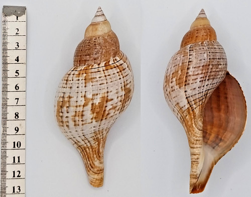 Coquillage collection - de,