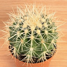 Echinocactus grusonii