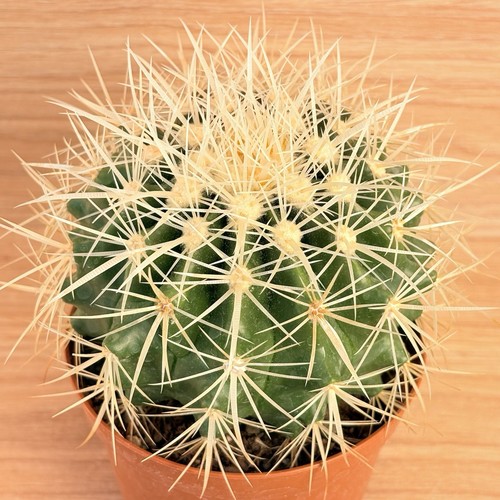 Echinocactus grusonii