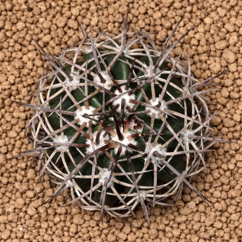 Melocactus lobelii seeds - seeds,