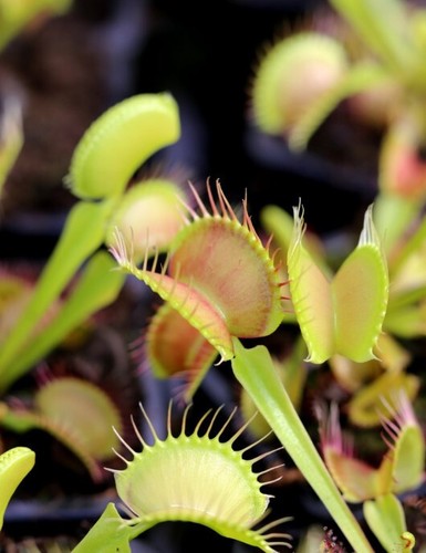 Dionaea muscipula fine - dionaea,