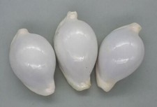 Coquillage de collection : Ovula ovum L x3 (77/87 mm - F++/F+++)