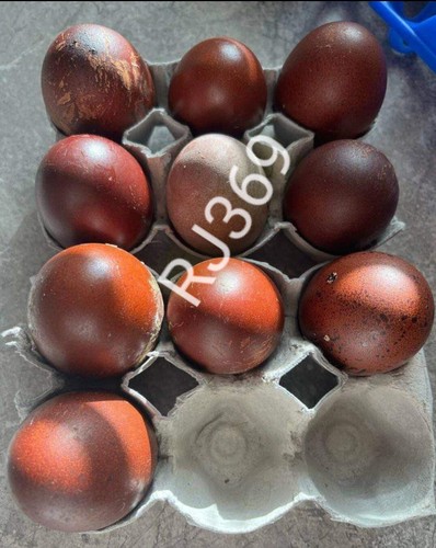 French black copper maran - ☆french,