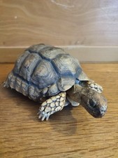 Taxidermie Curiosité