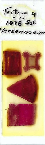 Tectona microscope slide - microscope,