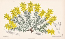 Genista Dalmatica Balkan Fleur