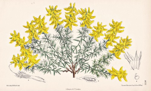 Genista dalmatica balkan fleur - genista,